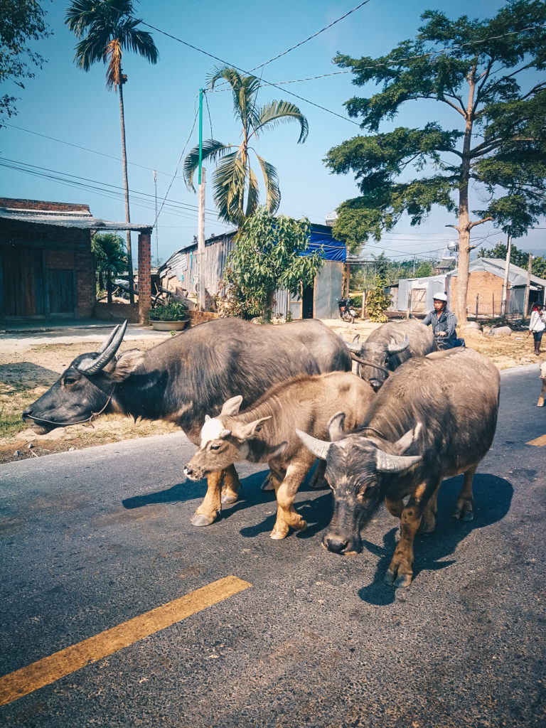Vietnam silnice krávy leto sluníčko vesnice